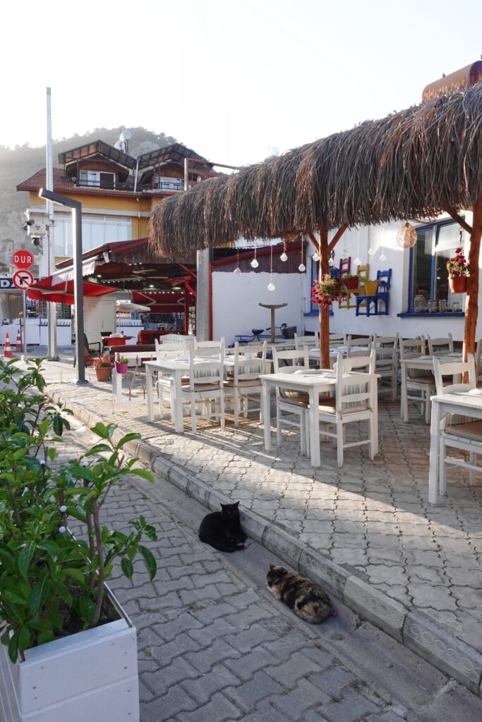 Dalyan Cat Paws