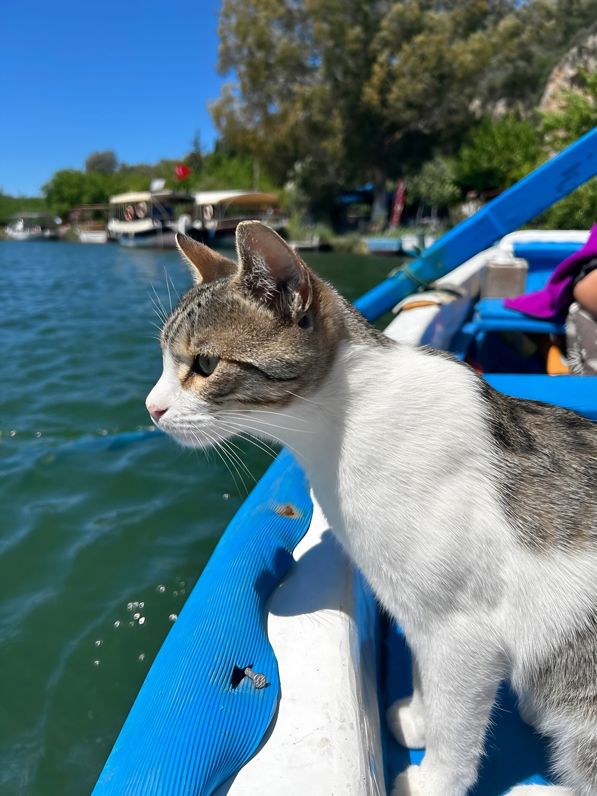 Teddy the cat near the Dalyan marina