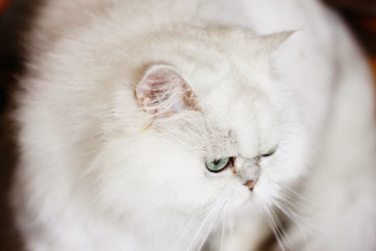 Purr Cat Café Bangkok