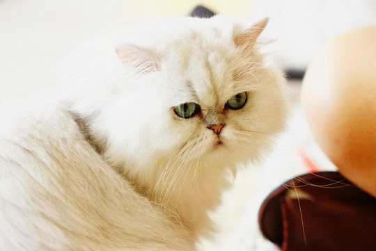 Purr Cat Café Bangkok Thailand