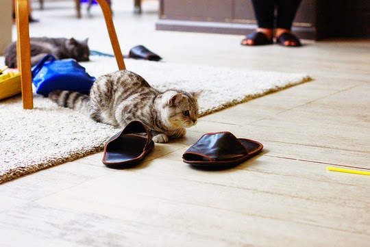 Bangkok Cat Café