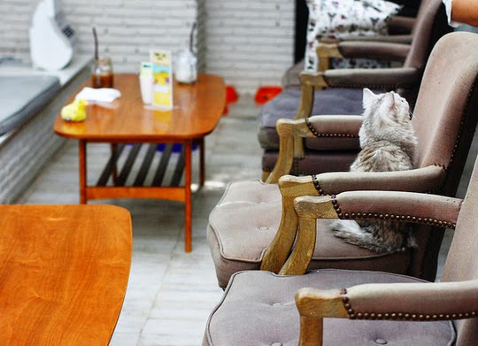 Bangkok Purr Cat Café