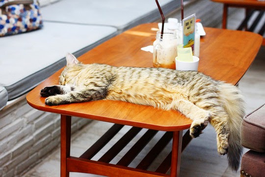 Bangkok Thailand Purr Cat Café
