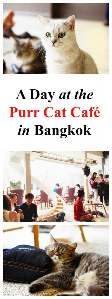 cat cafe in Bangkok
