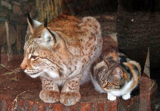 cat and lynx friendship