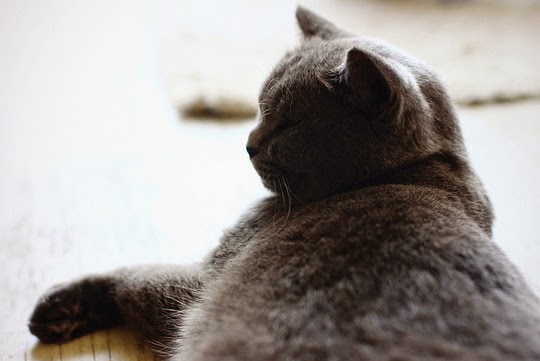 Cat Café