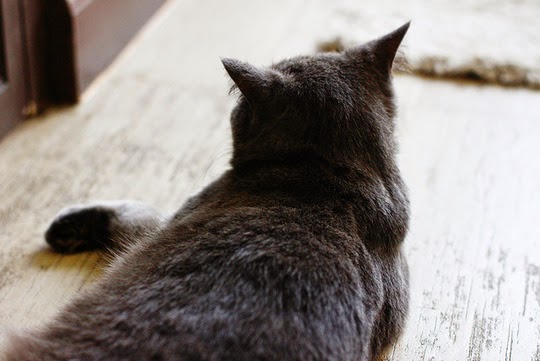 Cat Café Bangkok Thailand
