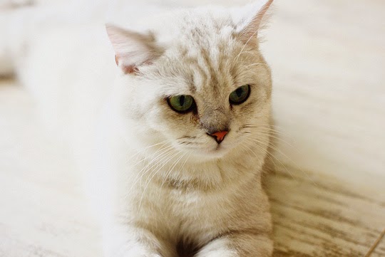 Cat Café Bangkok Thailand