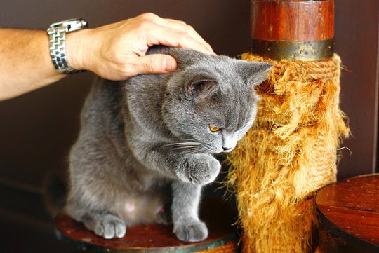 cat café cats
