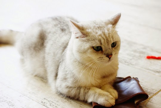cat café images