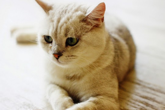 cat café photos