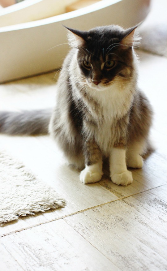 catsofworld