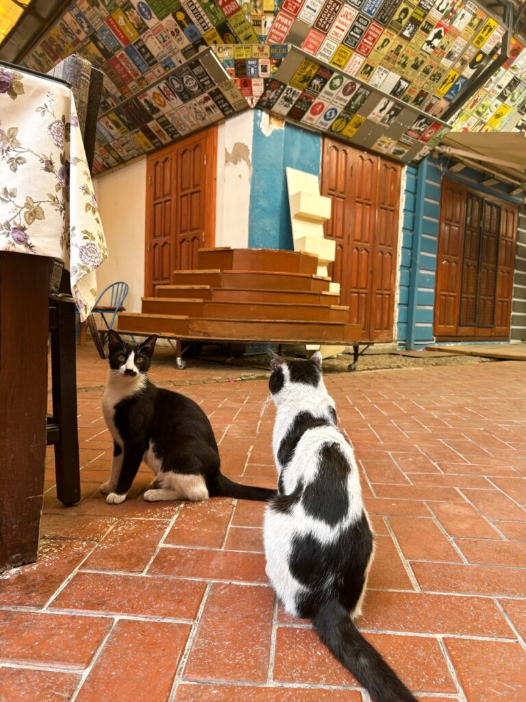 cats at the Paspatur Market in Fethiye