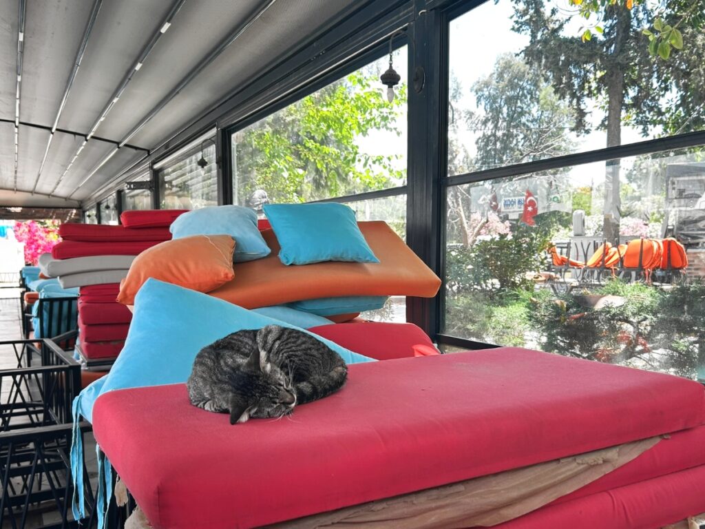 sleeping cat in a cafe near the Fethiye marina