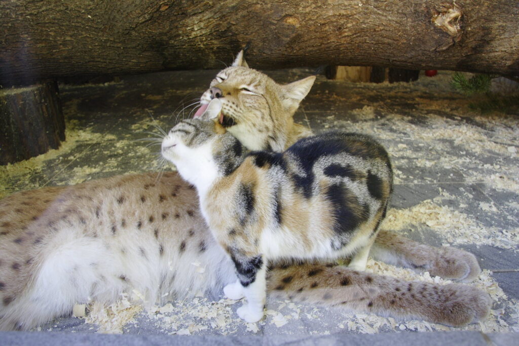 lynx and cat