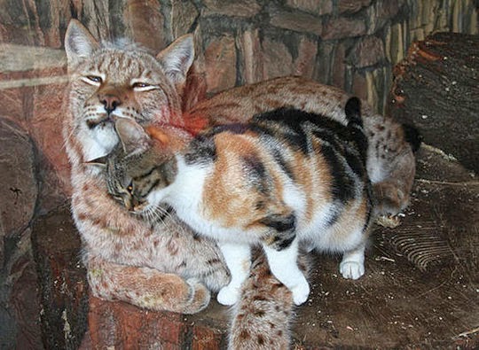 lynx and cat friends