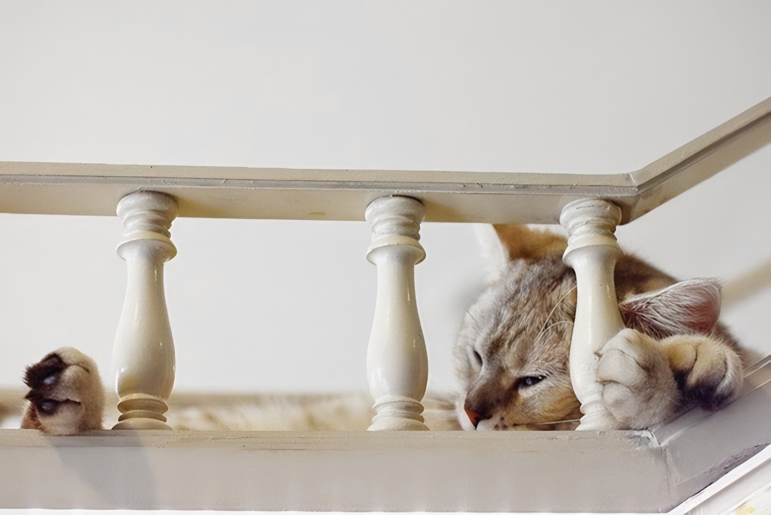 Purr Cat Cafe Bangkok