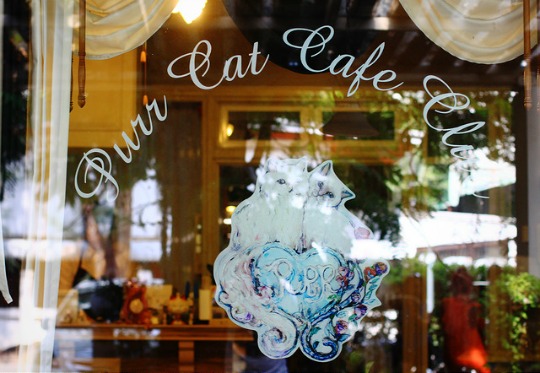 purr cat cafe club