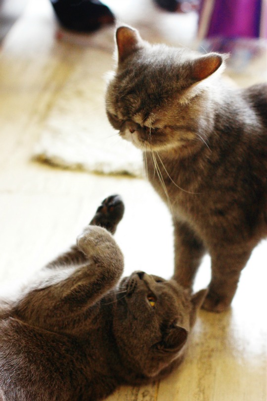 purr