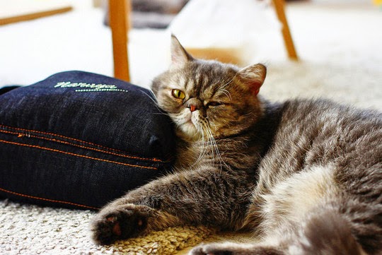 purr cat