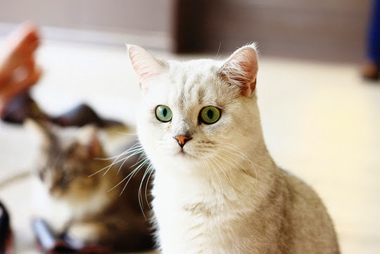 Purr Cat Café Bangkok