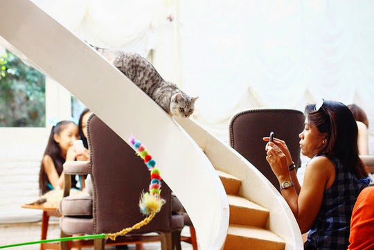 Purr Cat Café photos