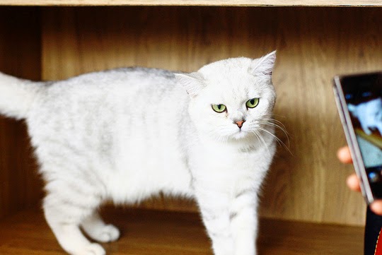Purr Cat Café
