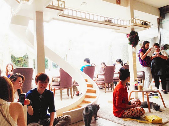 Purr Cat Café images