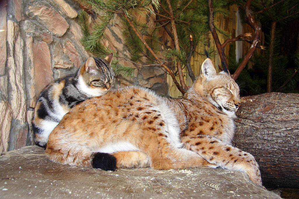 cat and lynx at the St Petersburg Zoo