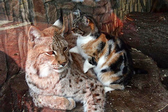 St Petersburg Zoo