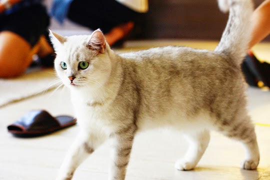 Thailand Cat Café