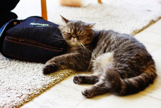 Thaland Purr Cat Café
