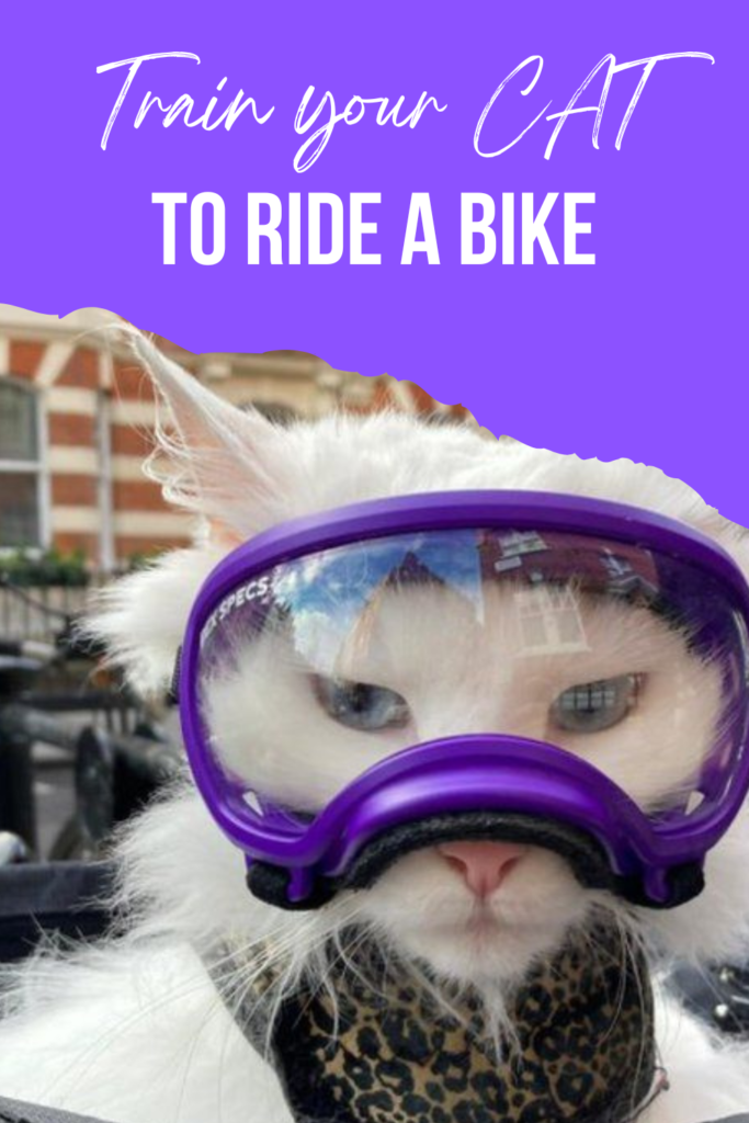 train your cat to ride a bike