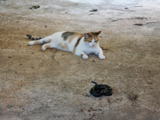 cat vs snake