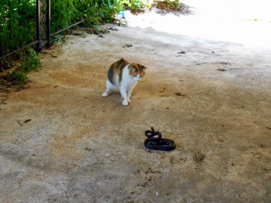 cat vs snake picture