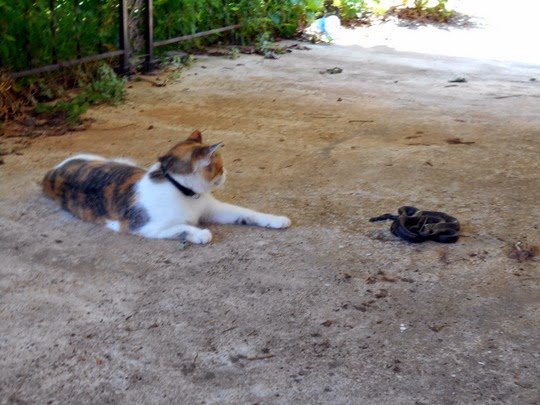 cat vs snake pictures
