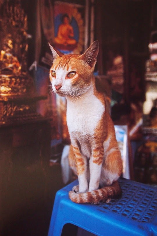 Papa Shwedagon Yangon Burma