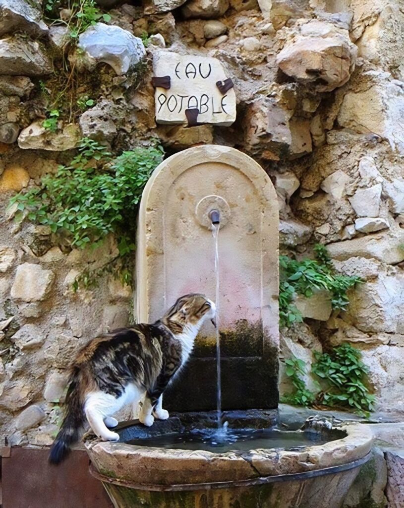 cat drinking from a fountain