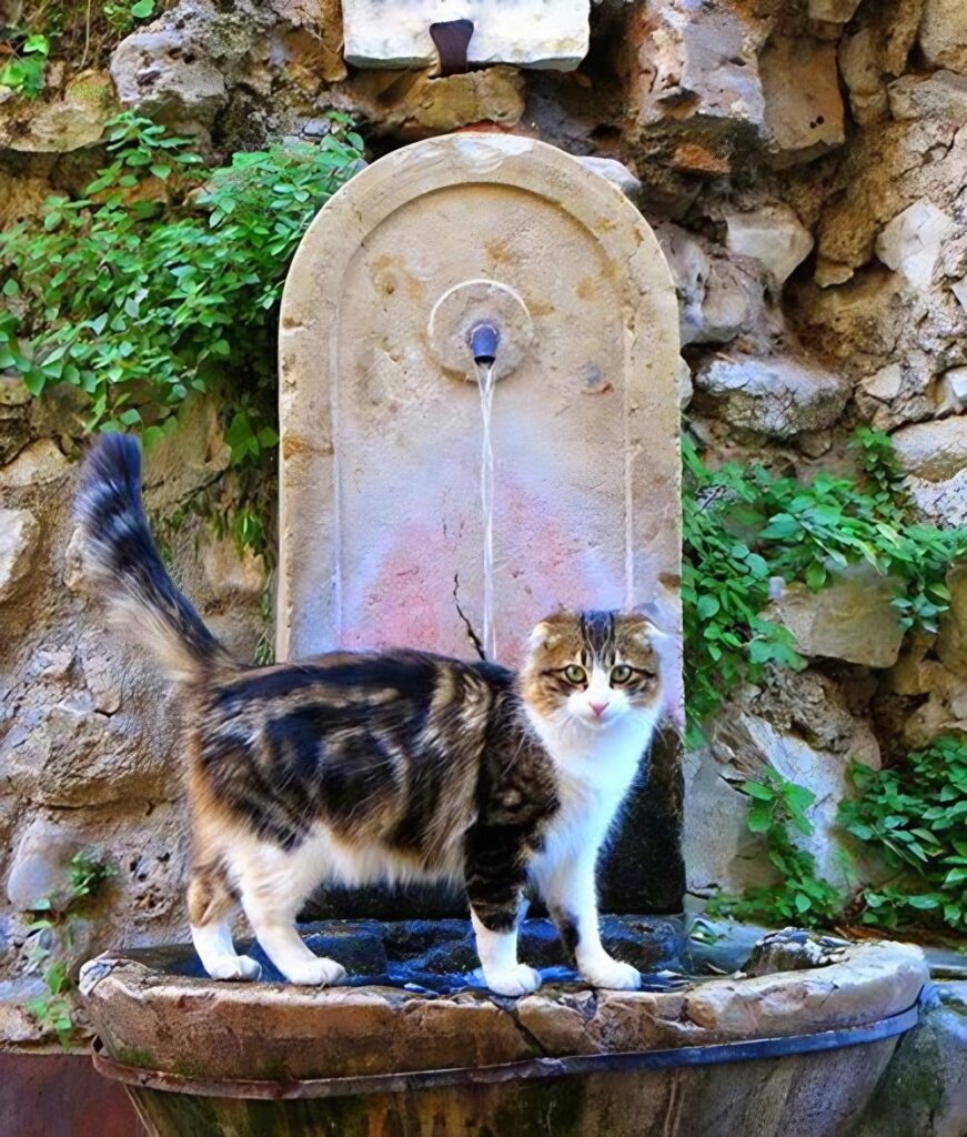Fluffy cat near the Saint-Paul-de-Vence fountain