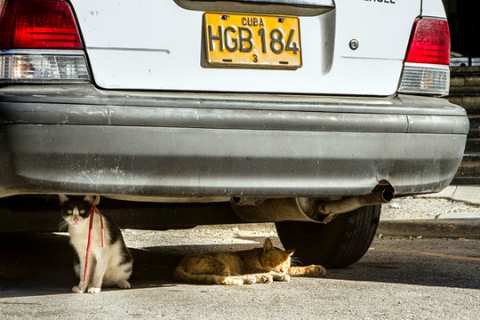 Havana Cuba cats
