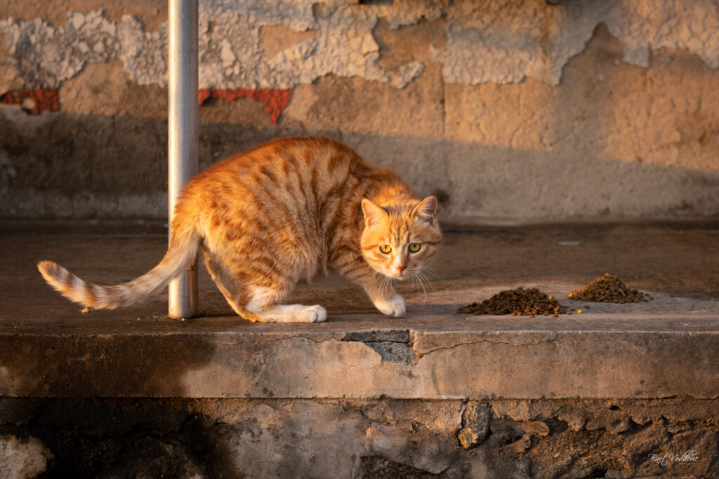 ginger cat near the Mutianyu Great Wall of China