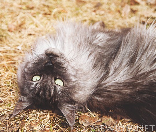 autumn cat