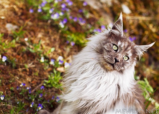 autumn cat pictures