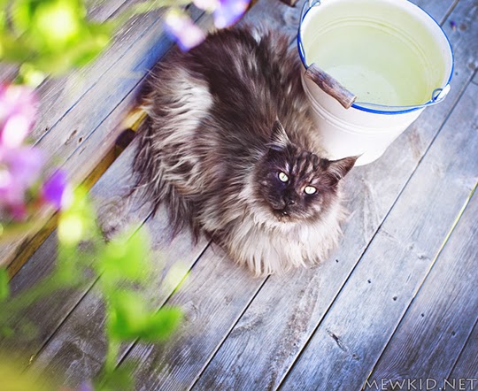 beautiful cat pictures