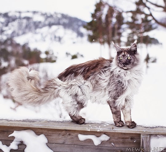 cat against snowy background