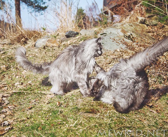 cat pictures autumn