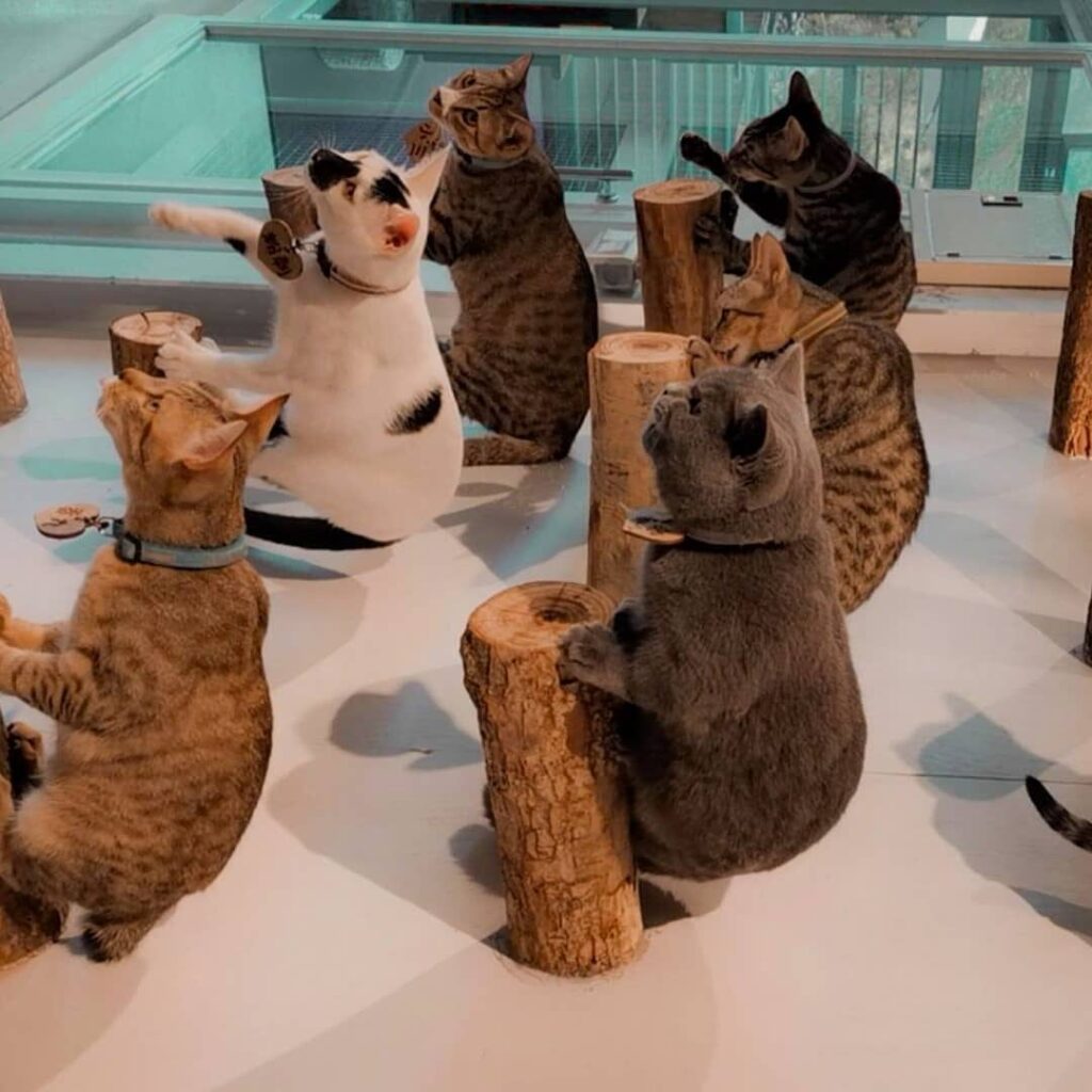 cats feeding time
