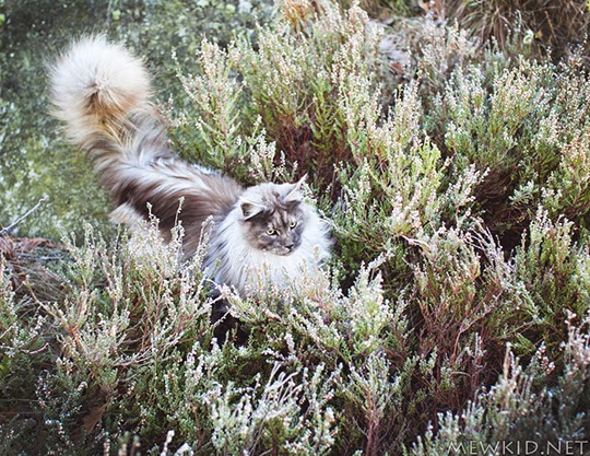 cat sitting in bushes