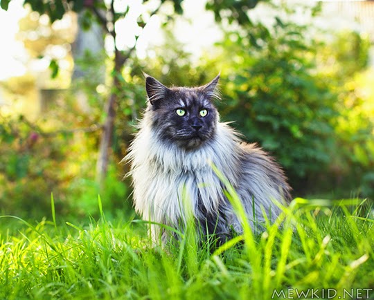 cat sitting in grass