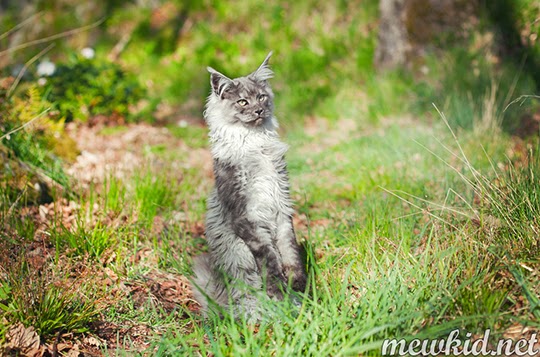 cat standing up